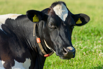 Portret of a Dutch cow in pasture (06)