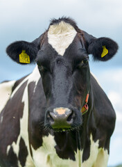 Portret of a Dutch cow in pasture (02)