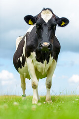 Portret of a Dutch cow in pasture (01) - obrazy, fototapety, plakaty