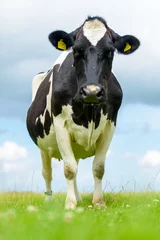 Foto op Canvas Portret of a Dutch cow in pasture (01) © Manfred Grund