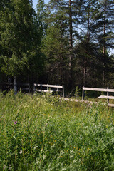 Fototapeta premium Summer meadow, gate to the forest.