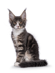 Naklejka premium Blue tabby Maine Coon cat kitten, sitting up side ways with tail curled up around body. Looking towards camera. Isolated on a white background.