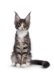 Obraz premium Blue tabby Maine Coon cat kitten, sitting up facing front. Looking towards camera. Isolated on a white background.