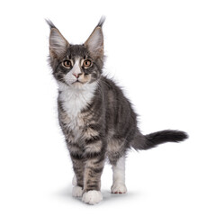 Blue tabby Maine Coon cat kitten, standing facing front. Looking towards camera. Isolated on a white background.