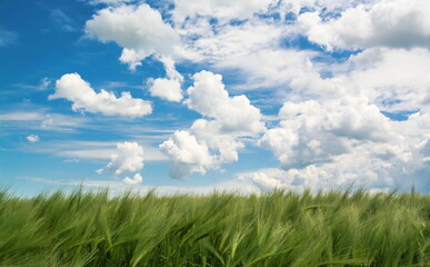 Obraz premium The sky with beautiful clouds over a rye field with ears of corn in the wind