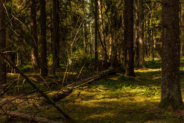 fallen tree in the forest