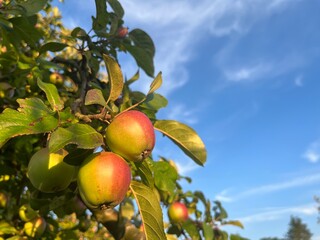 Young fresh apples on the branches, organic orchard