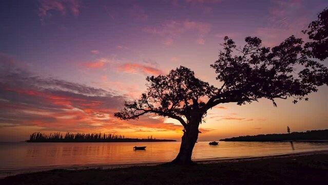 Stunning sunset with the colorful sky reflecting off the bay in the Isle of Pines and a unique tree in silhouette on the beach - time lapse