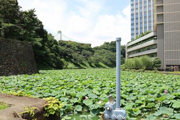 Japan, Chiyoda-ku, Tokyo, July 2022. The moat of the Imperial Palace.