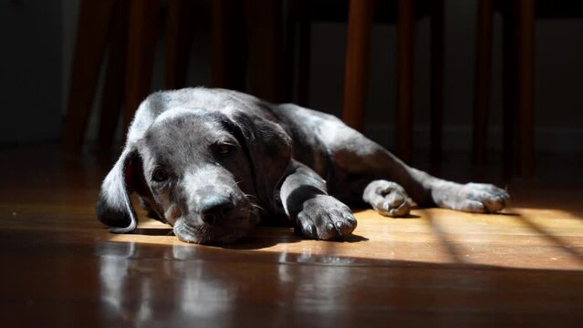 Sad and lonely grey puppy lays on floor indoors with moody lighting