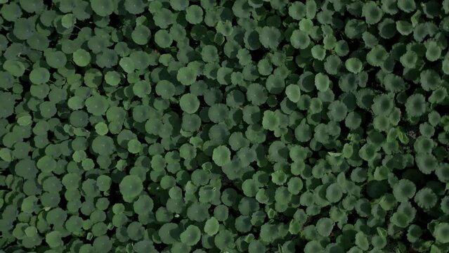 Dramatic Spinning Aerial Drone Shot of Water Lily  Patch in River