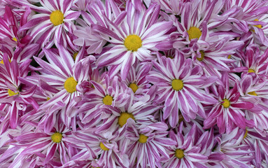Rosa weiß gestreifte, dichte Blüten einer Chrysantheme, Sorte Rainbow (Chrysanthemum indicum) in...