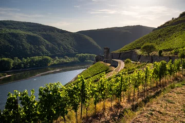 Ruine Burg Ehrenfels, Rüdesheim © Stephan Dinges