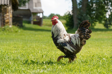 Rooster cock on a farm in the village outside. Rustic and rural domestic animals and birds.