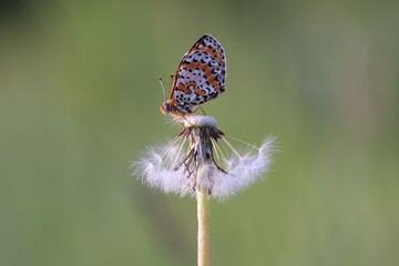 Schmetterling in der Natur - butterfly in nature - papillon dans la nature