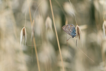 Schmetterling in der Natur - butterfly in nature - papillon dans la nature