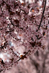 flowering of the tree in spring