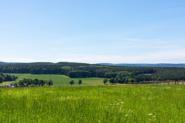 Fototapeta na wymiar summer landscape with a green meadow