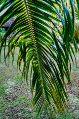 Obraz premium The virgin nature of French Polynesia with its beautiful landscapes