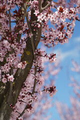 flowering of the tree in spring