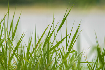 Obraz premium grass in water