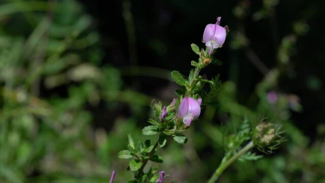 Spiny Restharrow in natural ambient (Ononis spinosa) - (4K)