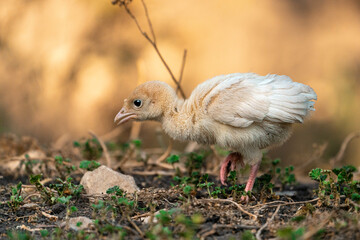 baby chicken in the grass