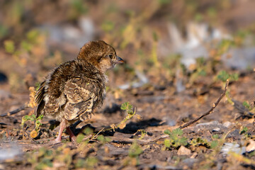 sparrow on the ground