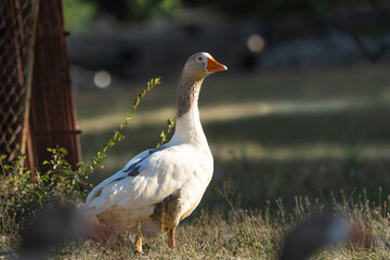 white goose in the grass