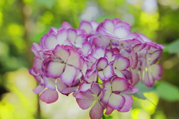梅雨の晴れ間に映える満開の綺麗な白とピンクの紫陽花