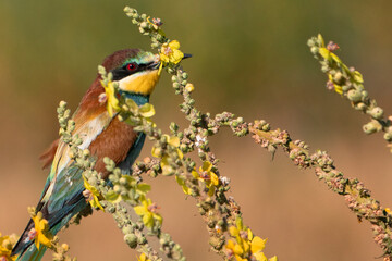 bee eater perched on a branch