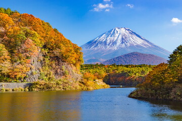 富士山と紅葉（黄葉）　山梨県富士河口湖町精進湖にて