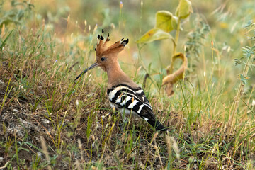 red billed hornbill