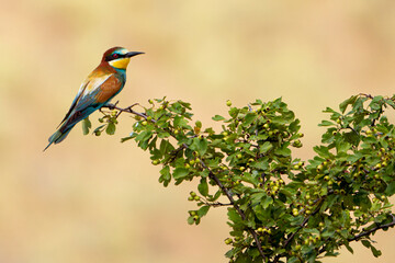 yellow billed kingfisher