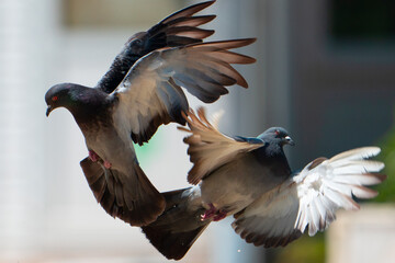 pigeon in flight