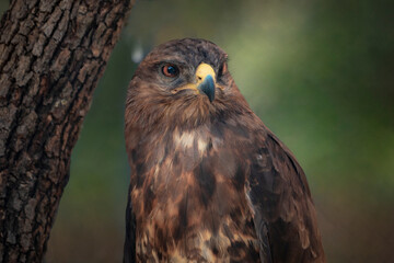 red tailed hawk buteo