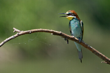 kingfisher on branch