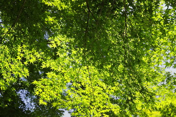 太陽の光にキラキラ反射する新緑のモミジ