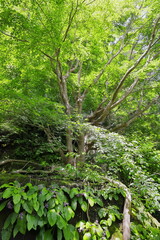 岩に直接生えている珍しいモミジの新緑