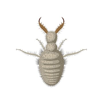 Vector illustration, Antlion or Myrmeleontidae larvae, isolated on white background.