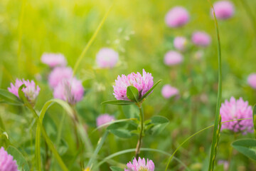 Obraz na płótnie Canvas Pink clover flower (Trifolium) in a meadow in spring.