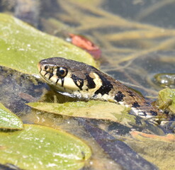 Obraz premium Snake on the lake in Bosnia and Herzegovina.