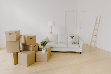 Empty light living room with sofa and pet on it, pile of unpacked cardboard boxes with personal belongings, cozy white couch in apartment interior design, floor lamp, ladder. Relocation day, no people