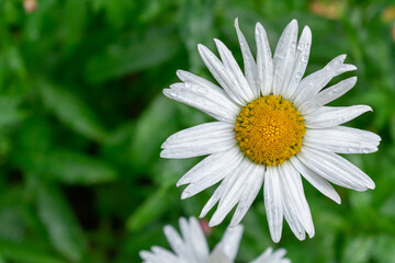 Fototapeta premium daisies close-up in the grass, floral background