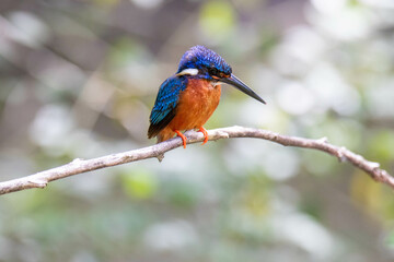 kingfisher and bokeh