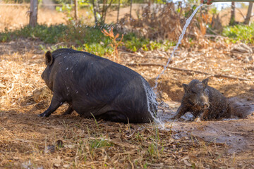 Pigs washed themselves in the pond, with lots of mud.