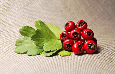Hawthorn berries isolated on cotton canvas fabric background