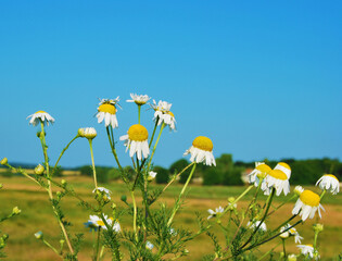 Chamomile, a bush of chamomile plant growing in the field