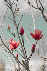 Magnolia is a genus of flowering plants in the Magnoliaceae family