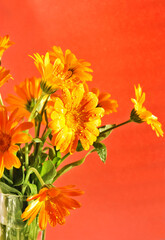 A bouquet of Calendula flowers close up with water drops on orange background